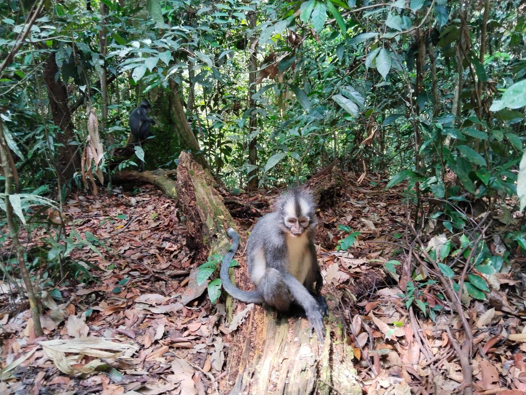 Jhony'S Backpacker-Guest House Only Stay Here Book Treking With Us Bukit Lawang Exterior foto